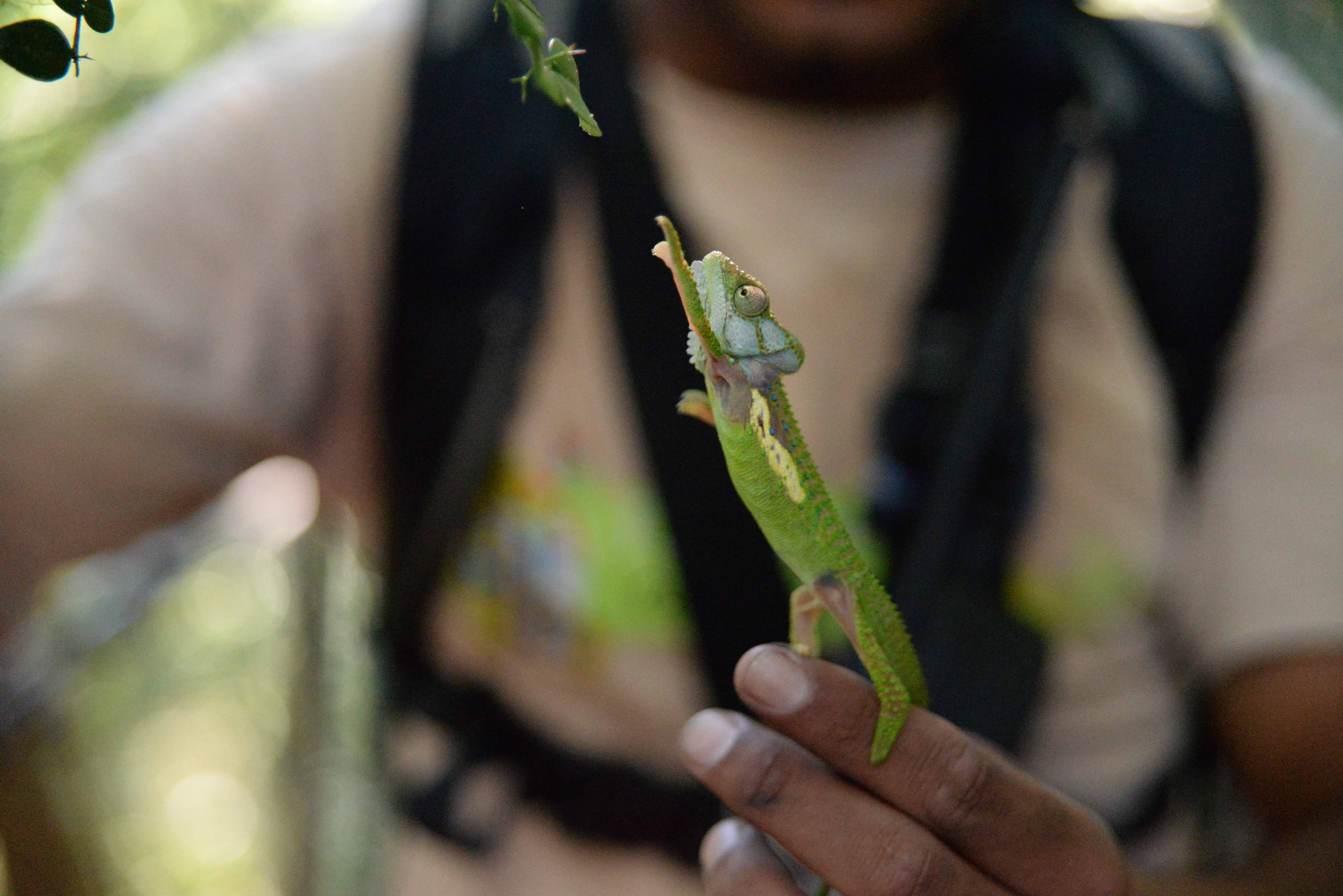 A gecko reaches for a branch in South Africa