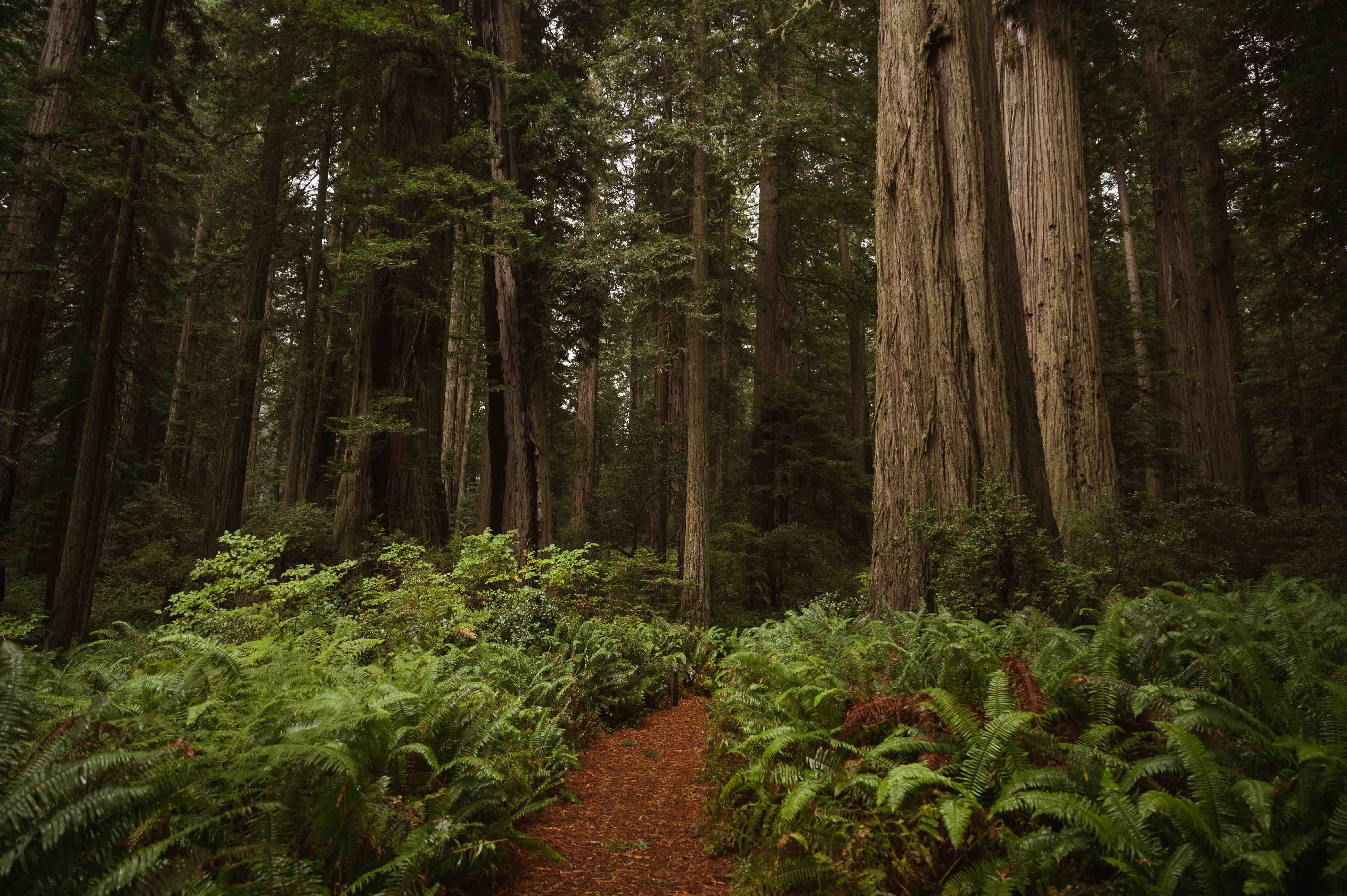 Redwoods National Park