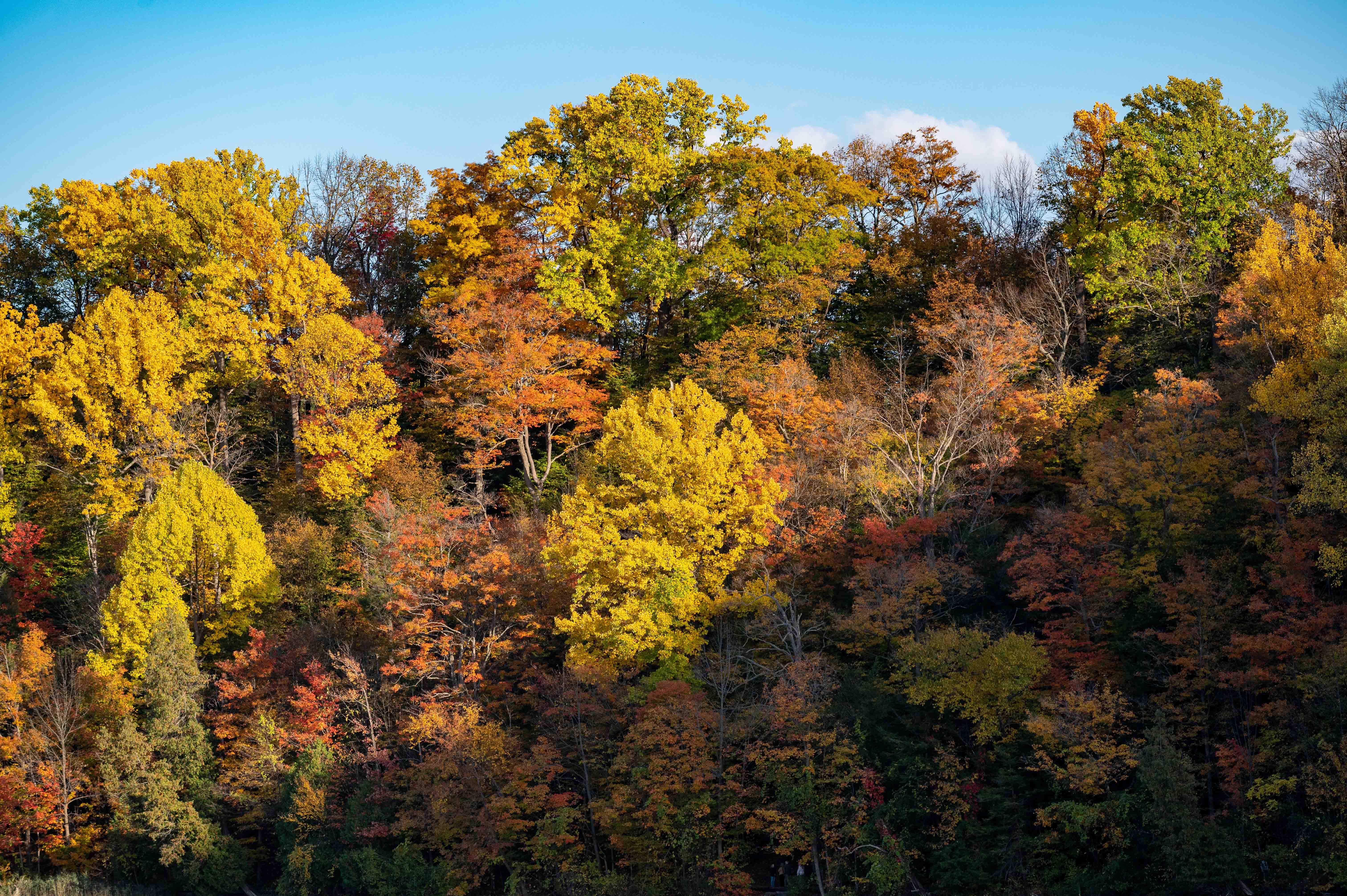 Fall colors in upstate NY