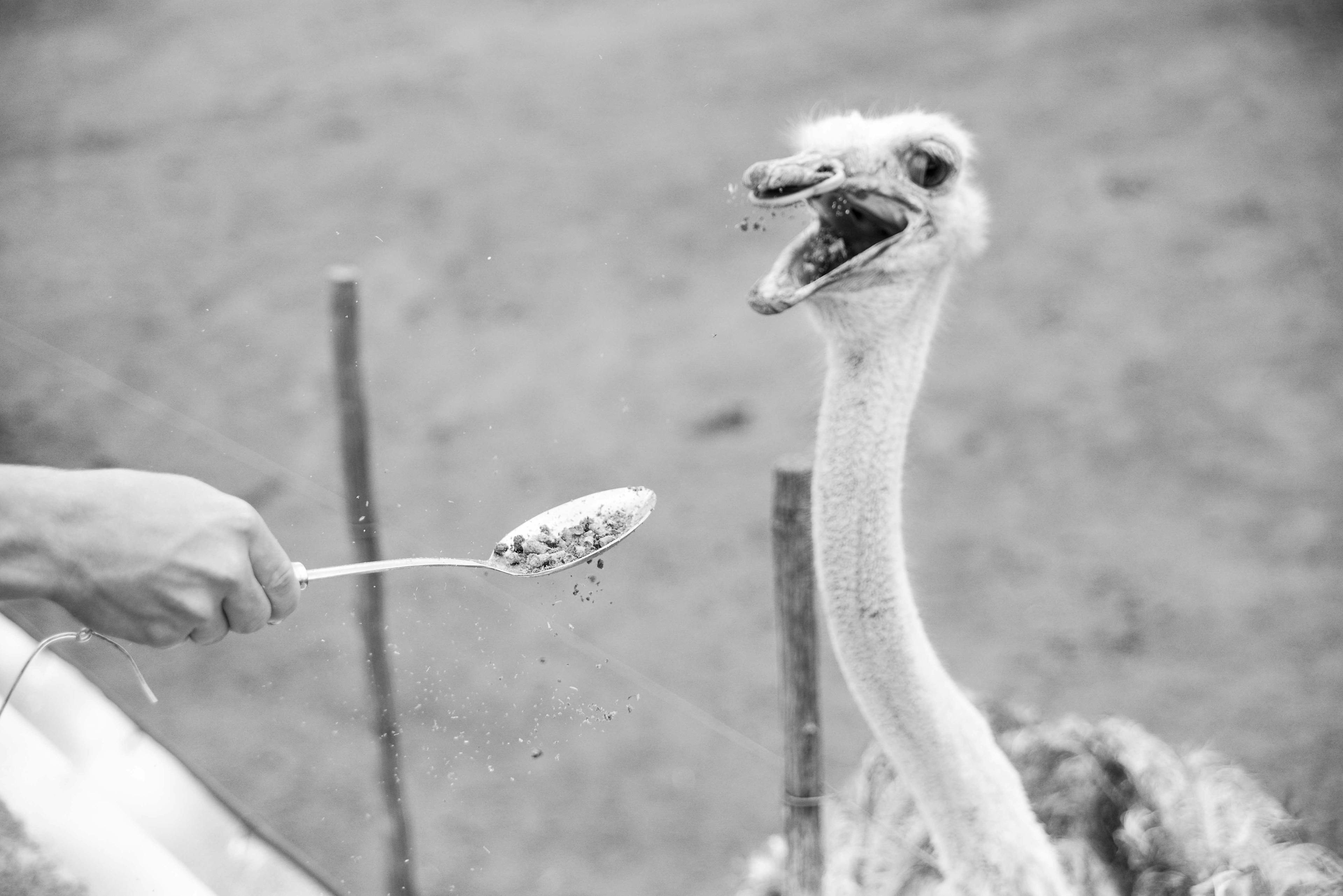 An ostrich is fed