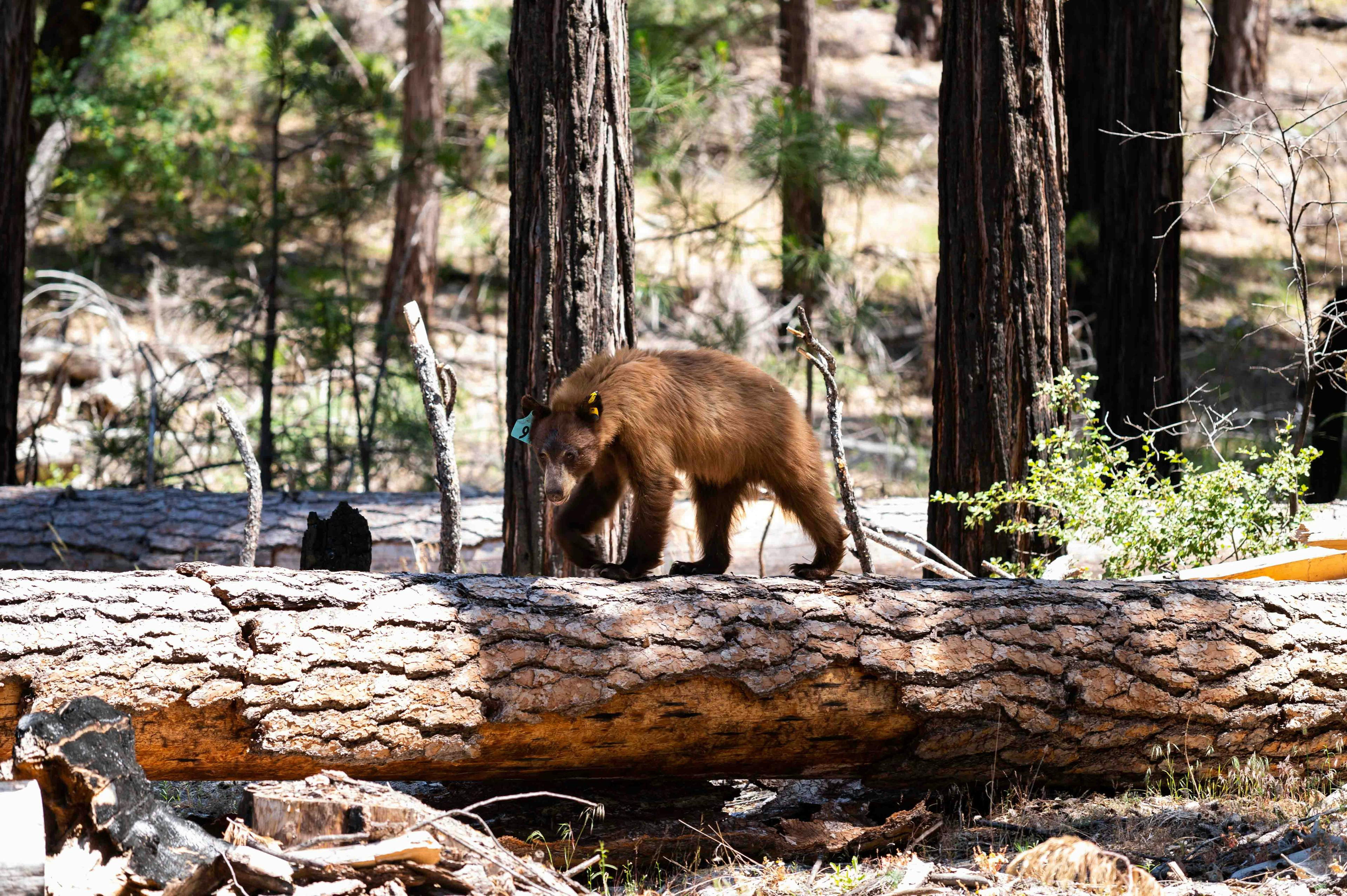 Tagged bear in Yosemite National Park