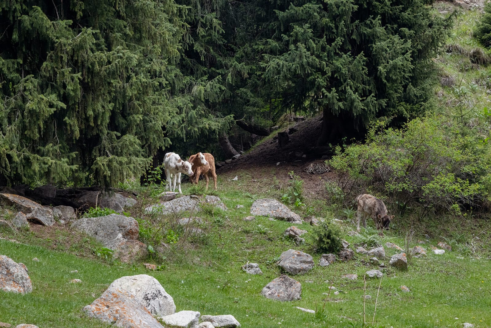 Cows grazing at the treeline
