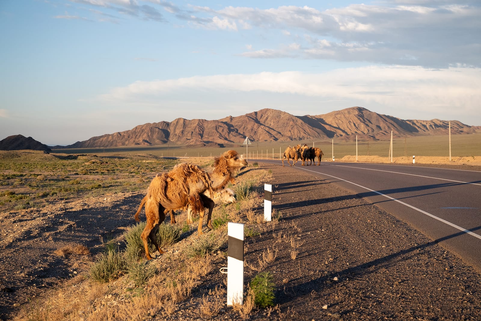 Camels walking along the highway at golden hour