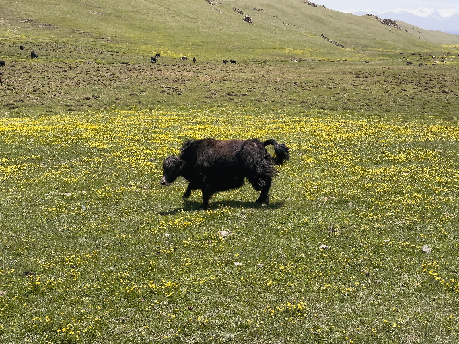 A yak in a pasture of yellow flowers